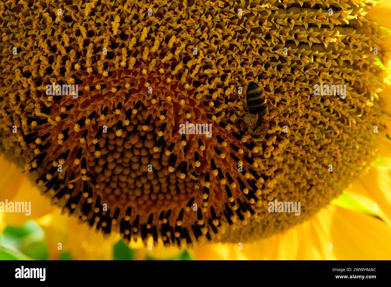Das komplizierte Samenmuster einer Sonnenblume wird hervorgehoben, wenn eine Biene Pollen sammelt. Stockfoto