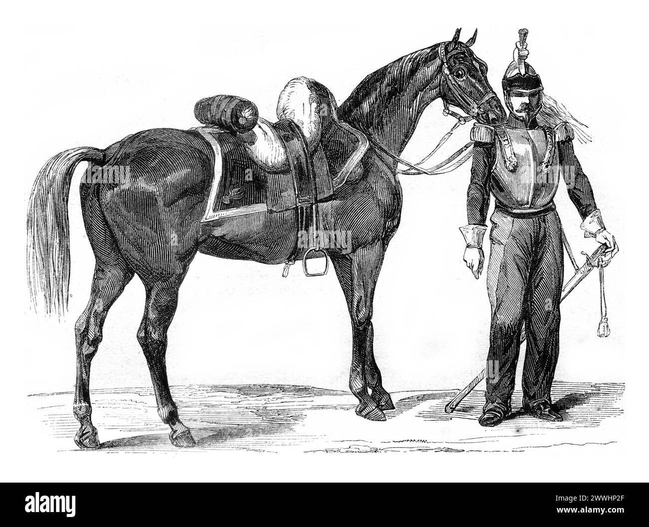 Pferd Warmblood der Kavallerie, Vintage Gravur. Pferd Warmblood der Kavallerie, Vintage-Gravur Illustration. Magasin Pittoresque 1845. Copyright: XZoonar Stockfoto