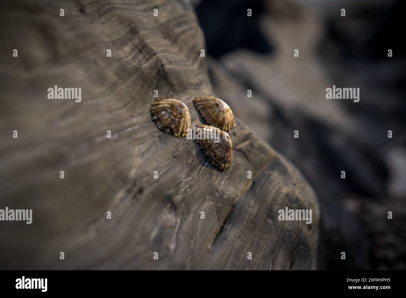 Muscheln klebten an einem Stein am Strand Stockfoto