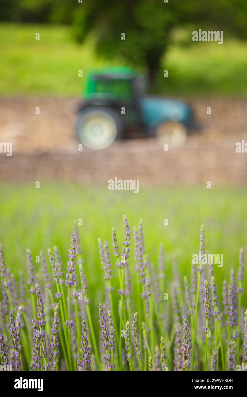 Ein Traktor in der Nähe eines Lavendelfeldes im Sommer Stockfoto