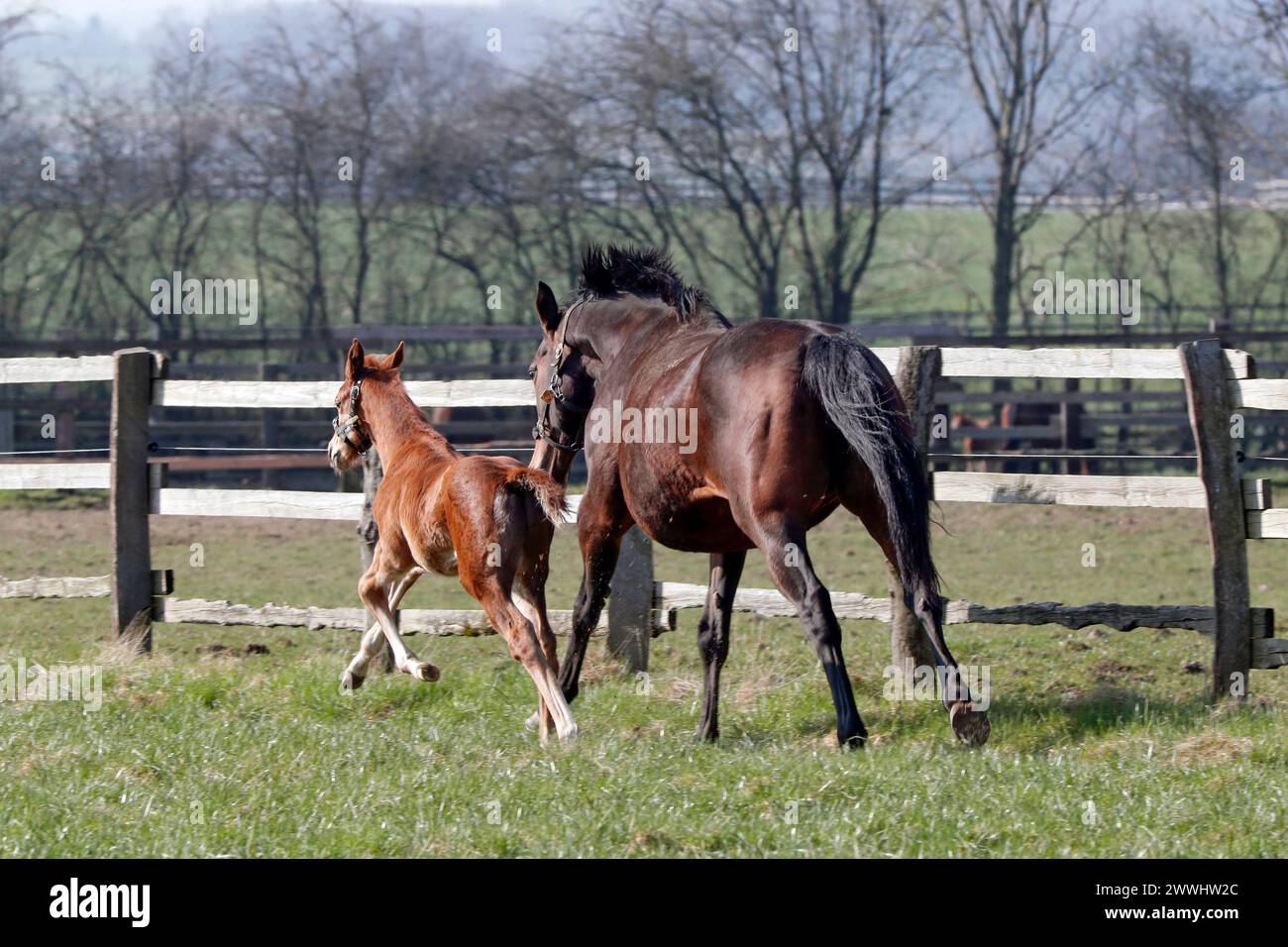 08.03.2024, Roedinghausen, Nordrhein-Westfalen, GER - Stute und Fohlen im Galopp auf einer Weide. Gestuet Auenquelle. Pferde, Stute, Fohlen, Rueckansicht, Weide, Koppel, Jahreszeit, Fruehjahr, Fruehliing, Zucht, Pferdezucht, Vollblutzucht, Gangart, Galopp, Aufzucht 240308D188AUENQUELLE.JPG *** 08 03 2024, Roedinghausen, Nordrhein Westfalen, GER Stute und Fohlen galoppieren auf einer Weide Gestuet Auenquelle Pferde, Stute, Fohlen, Rückansicht, Weide, Paddock, Saison, Frühling, Frühling, Zucht, Pferdezucht, Vollblutzucht, Gang, Galopp, Aufzucht 240308D188AUENQUELLE JPG Stockfoto