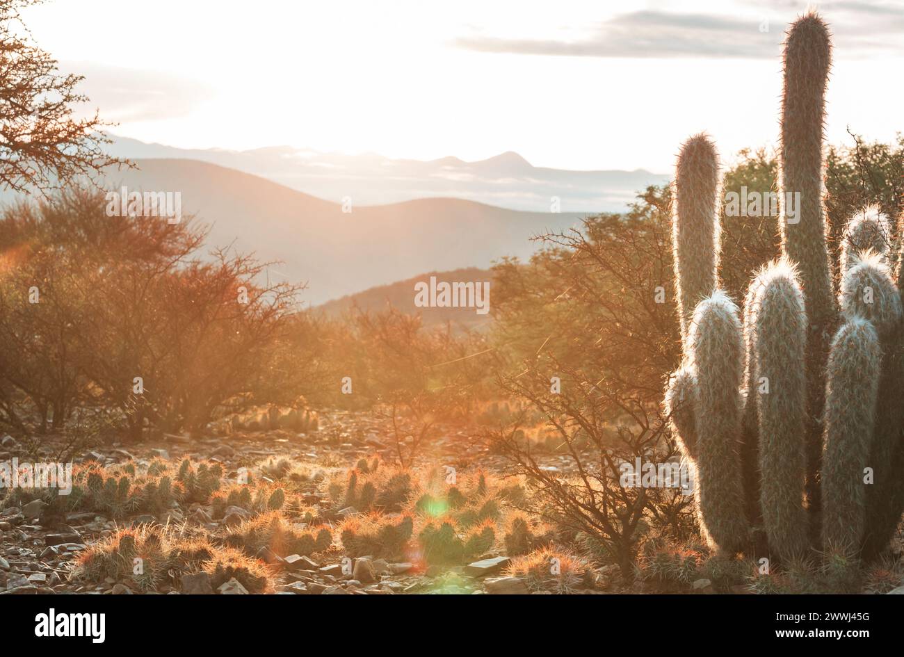 Kaktuswald in den Bergen bei Sonnenaufgang, Chile, Südamerika Stockfoto