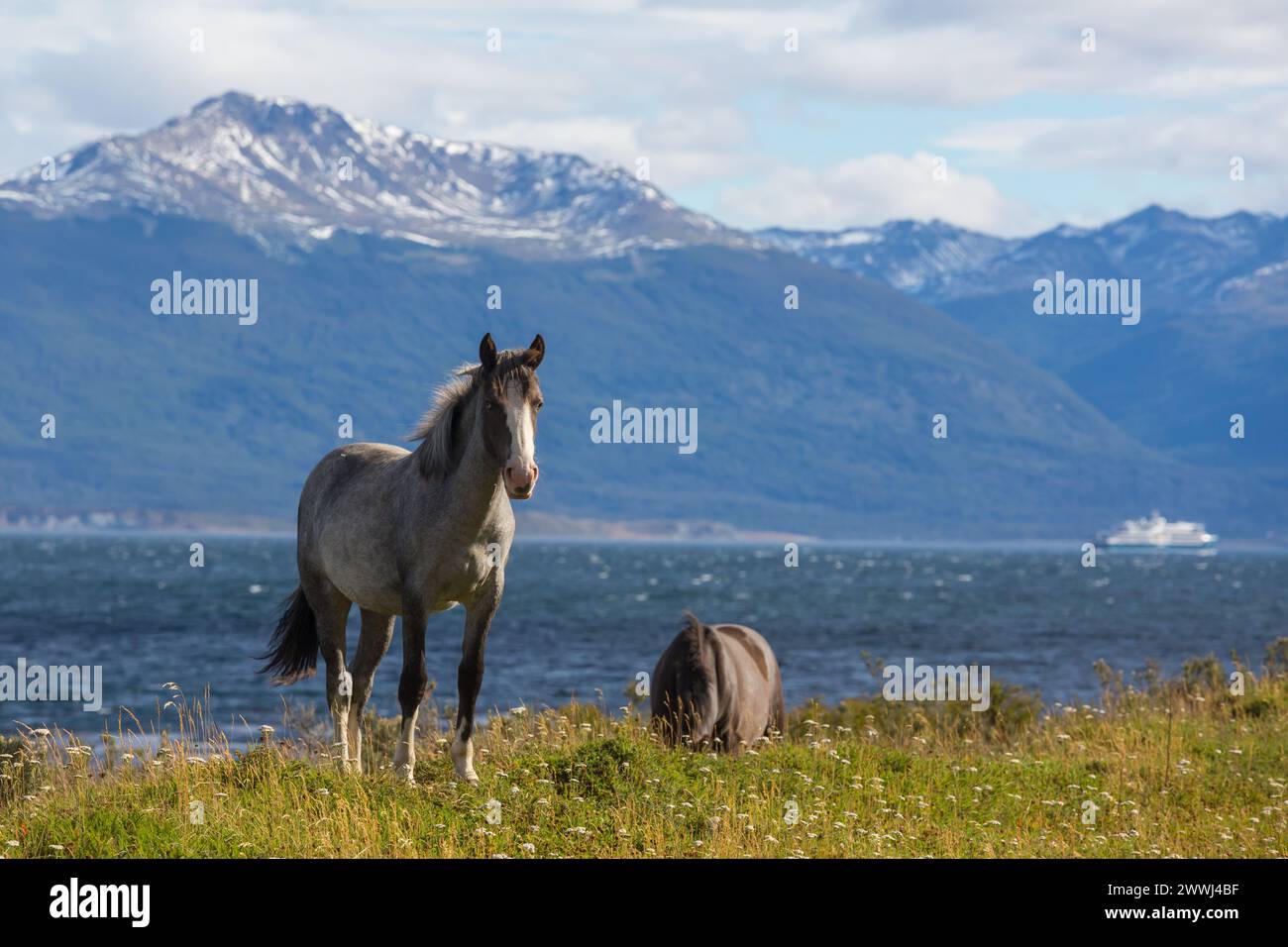 Pferde am Ende der Welt in Ushuaia, Argentinien Stockfoto