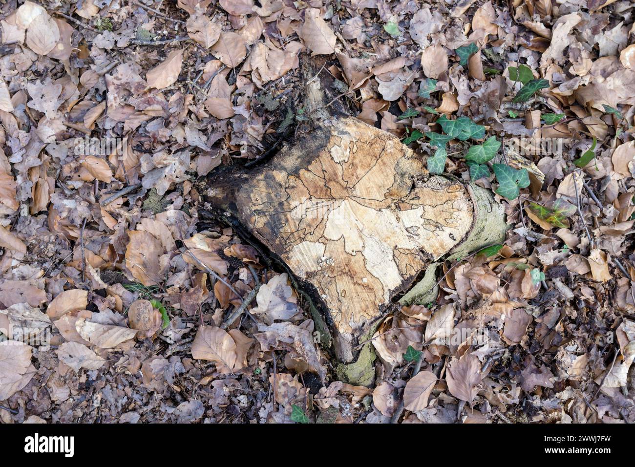 Baumstumpf mit Körnung, Blättern und Efeu Stockfoto