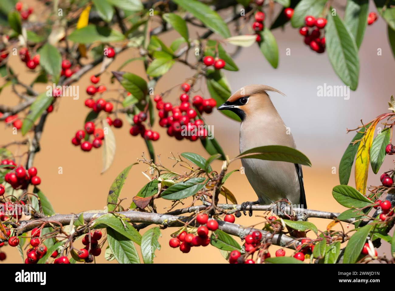 Wachsflügel in den Beeren Stockfoto