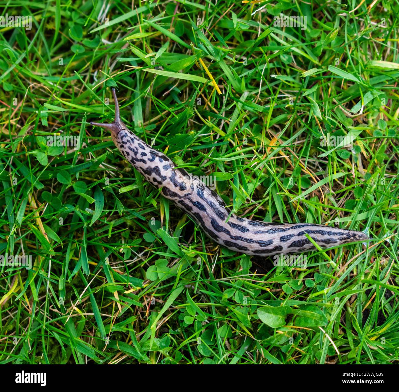 Limax maximus, auch bekannt als Leopardenschnecke oder Grauschnecke Stockfoto