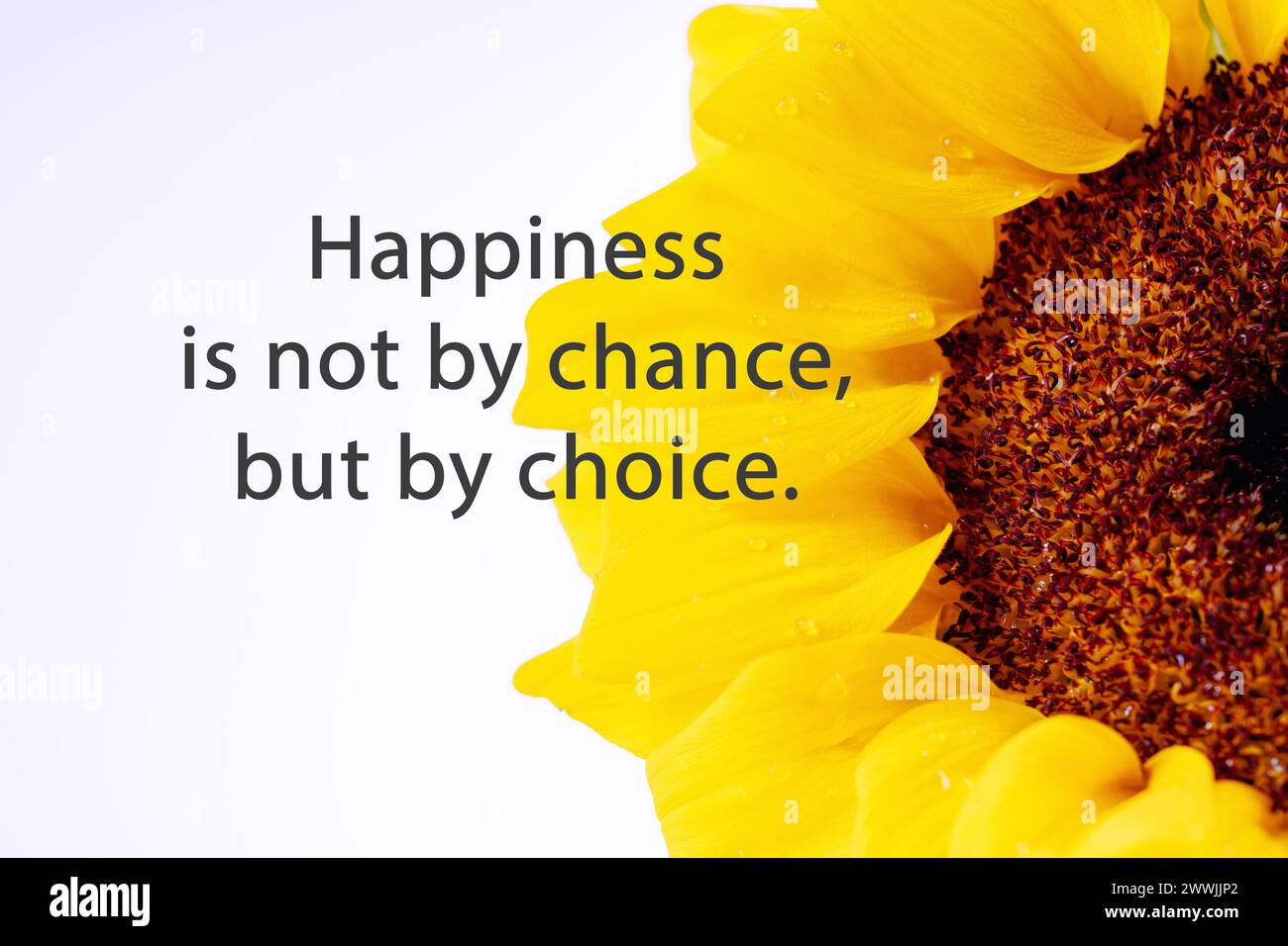 Sonnenblume mit inspirierendem Zitat - Glück ist nicht zufällig, sondern durch Wahl Stockfoto