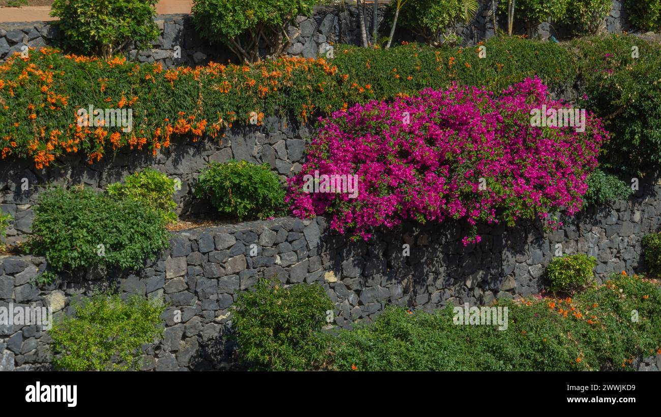 Farbenfrohe Blüten zieren die rustikale Kulisse Stockfoto