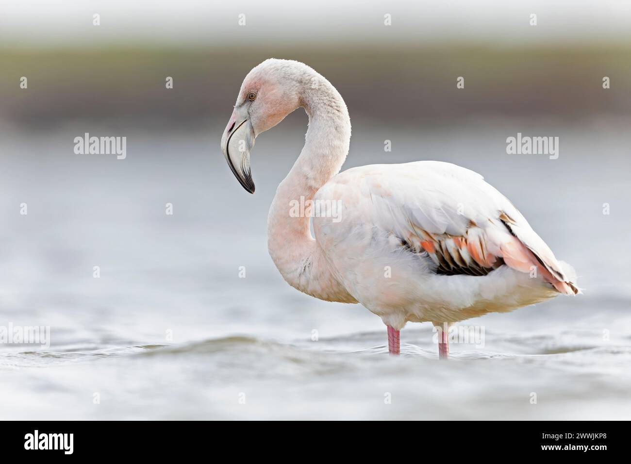 Großer Flamingo (Phoenicopterus roseus), der im Wasser ruht. Stockfoto