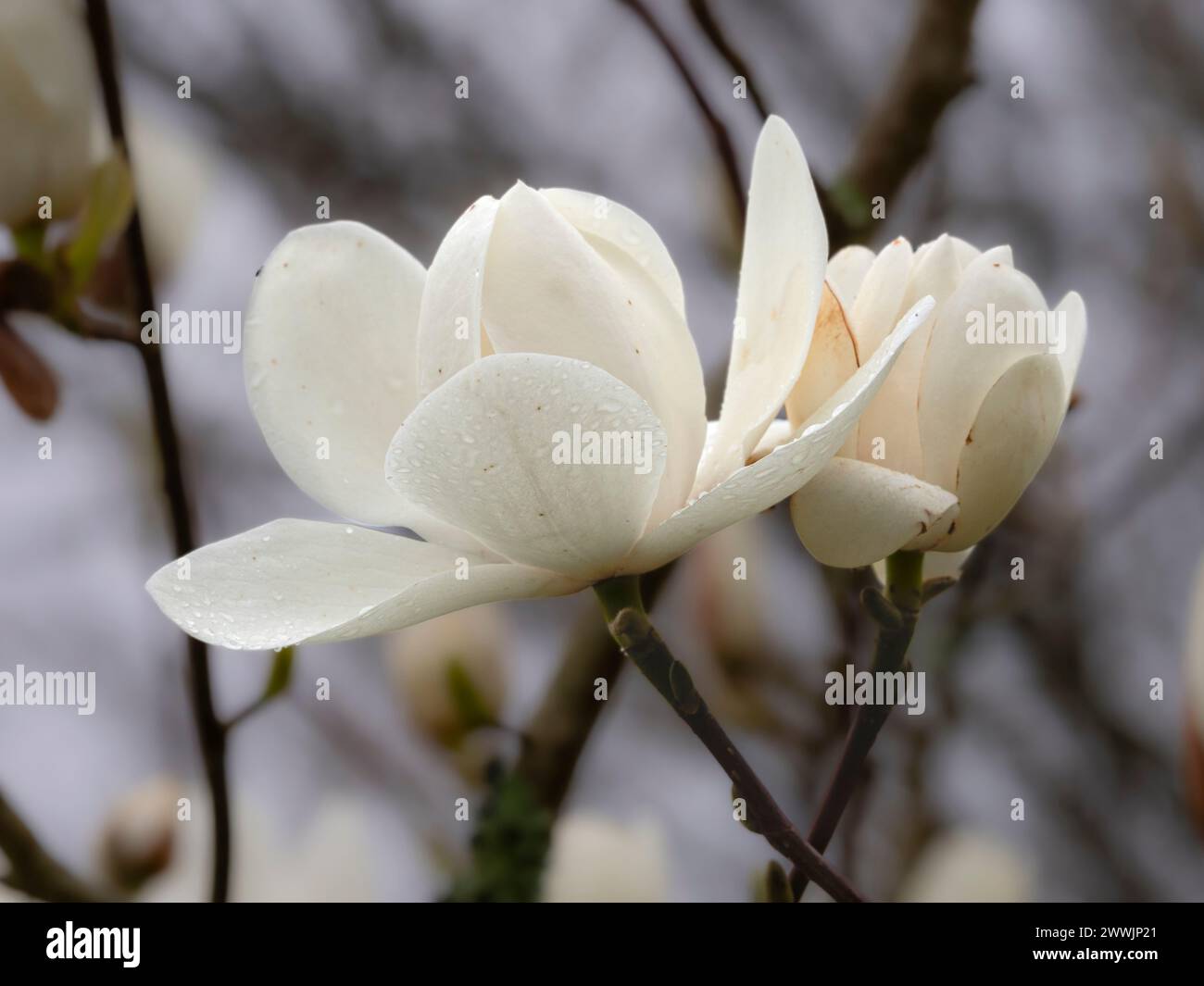 Große, schalenförmige weiße Blüten des früh blühenden, harten Laubbaums, Magnolia „David Clulow“ Stockfoto
