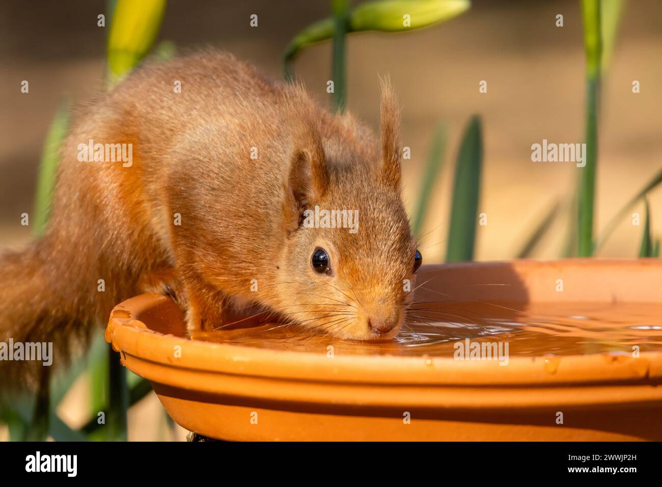 Das durstige kleine schottische Eichhörnchen trinkt Wasser Stockfoto