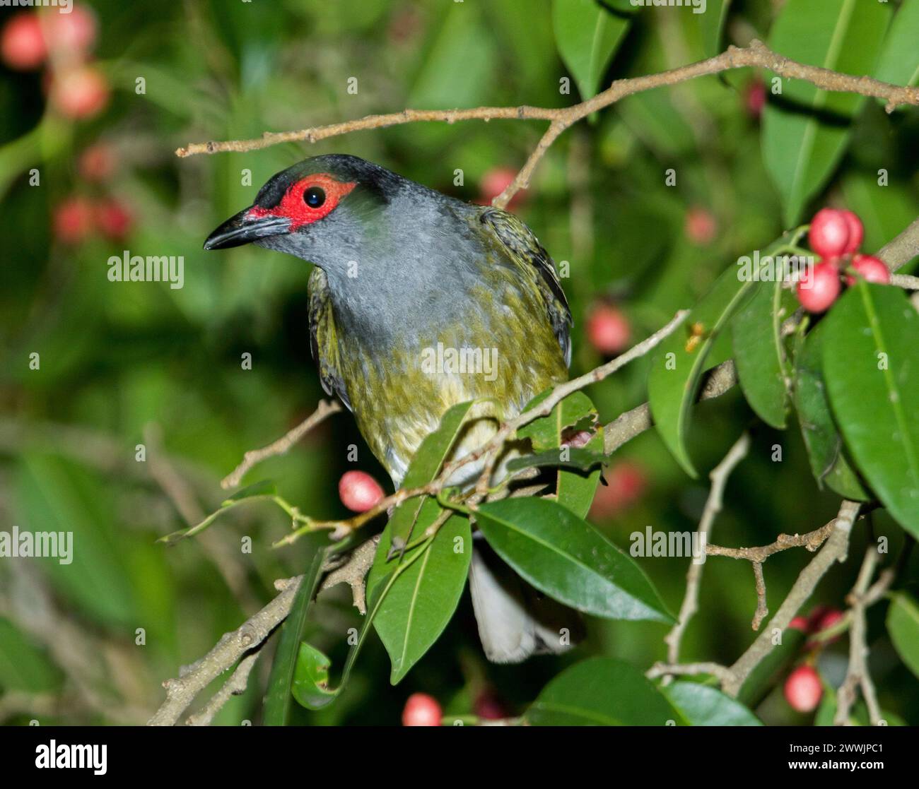 Männlicher grüner Figbird Sphacotheres vieilloti, mit leuchtend rotem Gesichtsfeld, das zwischen dem Laub eines einheimischen Baumes mit kleinen roten Feigen im Stadtpark, Australien, thront Stockfoto
