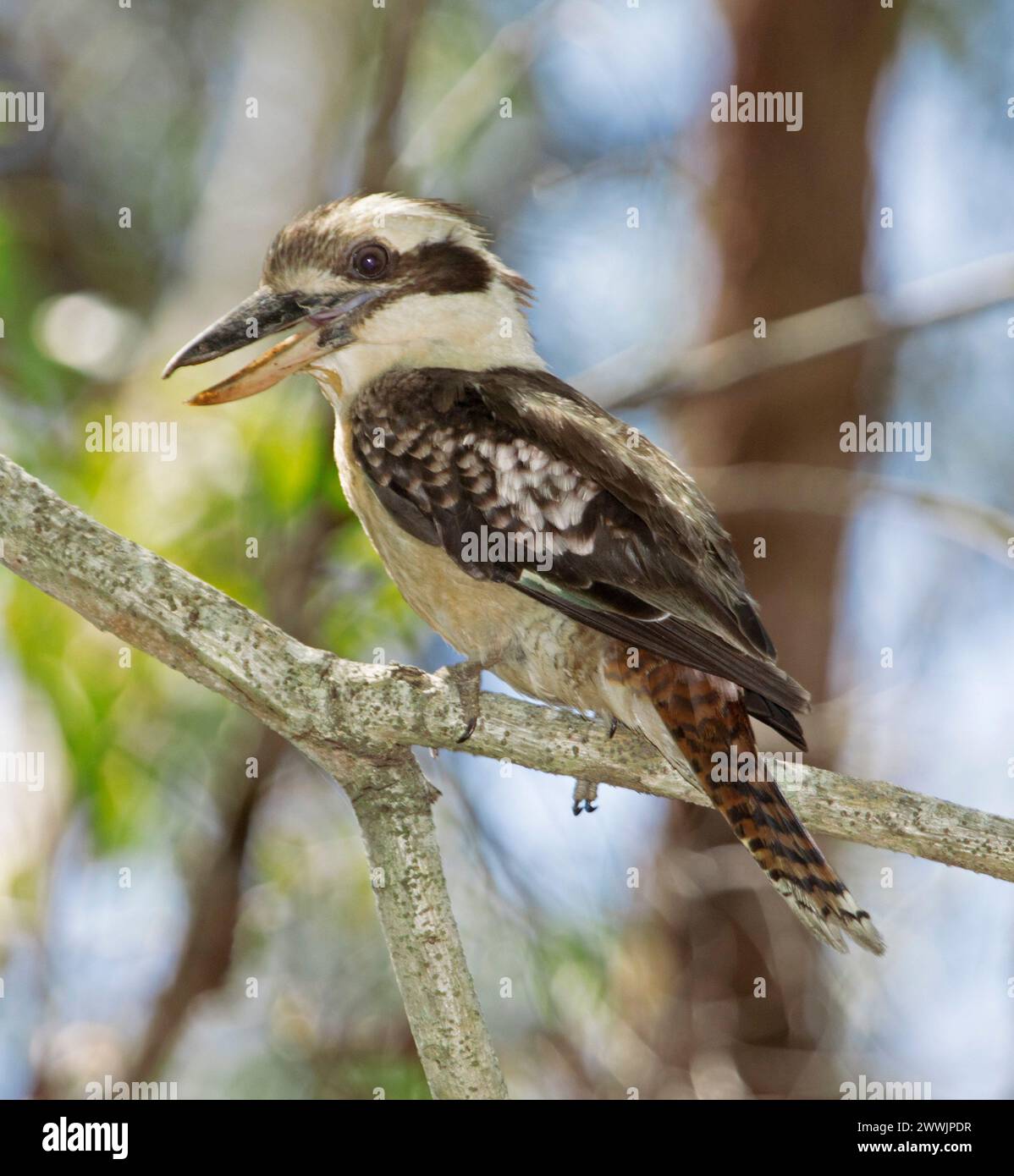 Australische lachende Kookaburra, Dacelo novaeguineae, mit offenem Schaft, auf einem Ast vor hellblauem Hintergrund Stockfoto