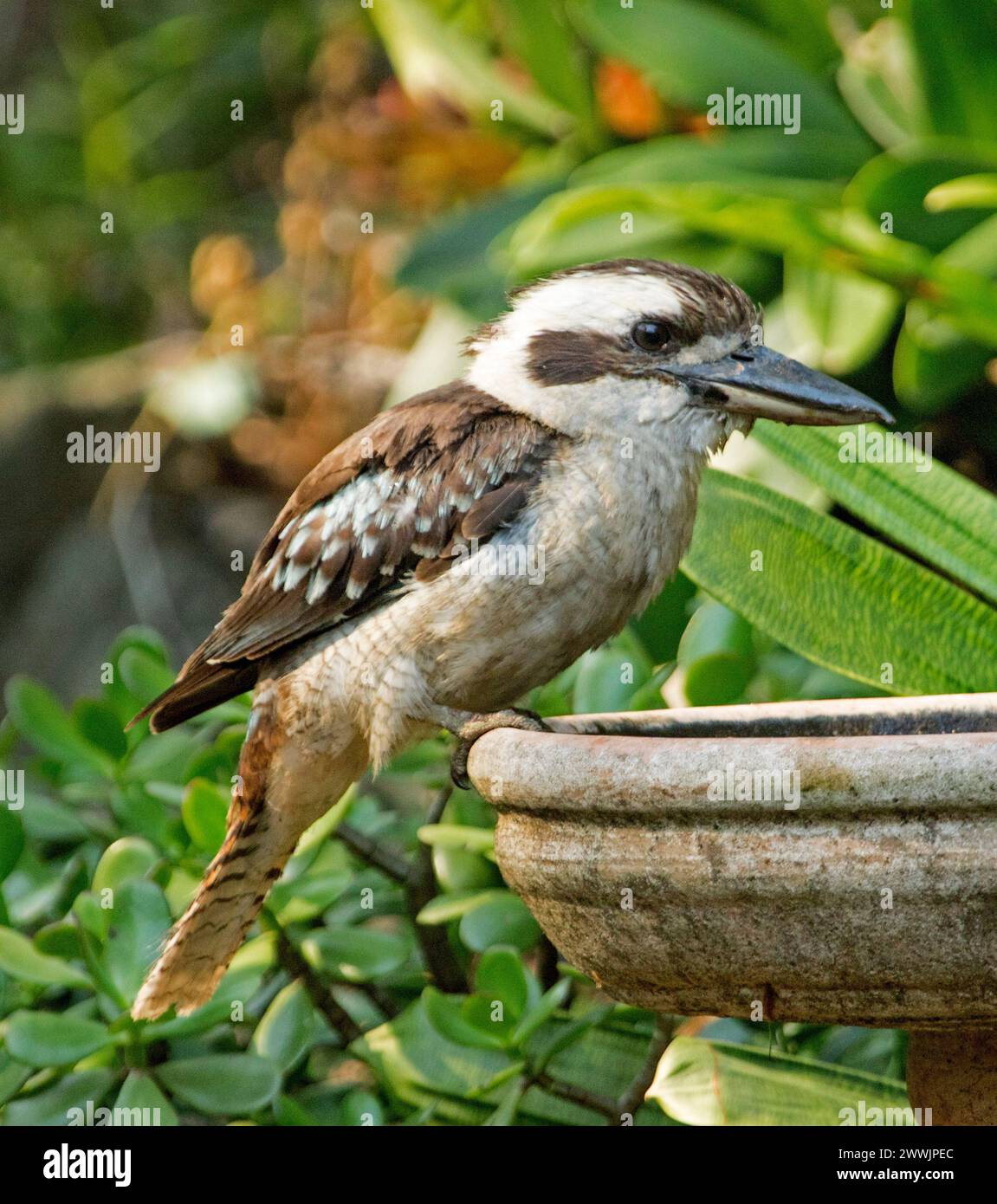 Australische lachende Kookaburra, Dacelo novaeguineae, thront am Rand eines Gartenvogelbades vor grünem Laub Stockfoto
