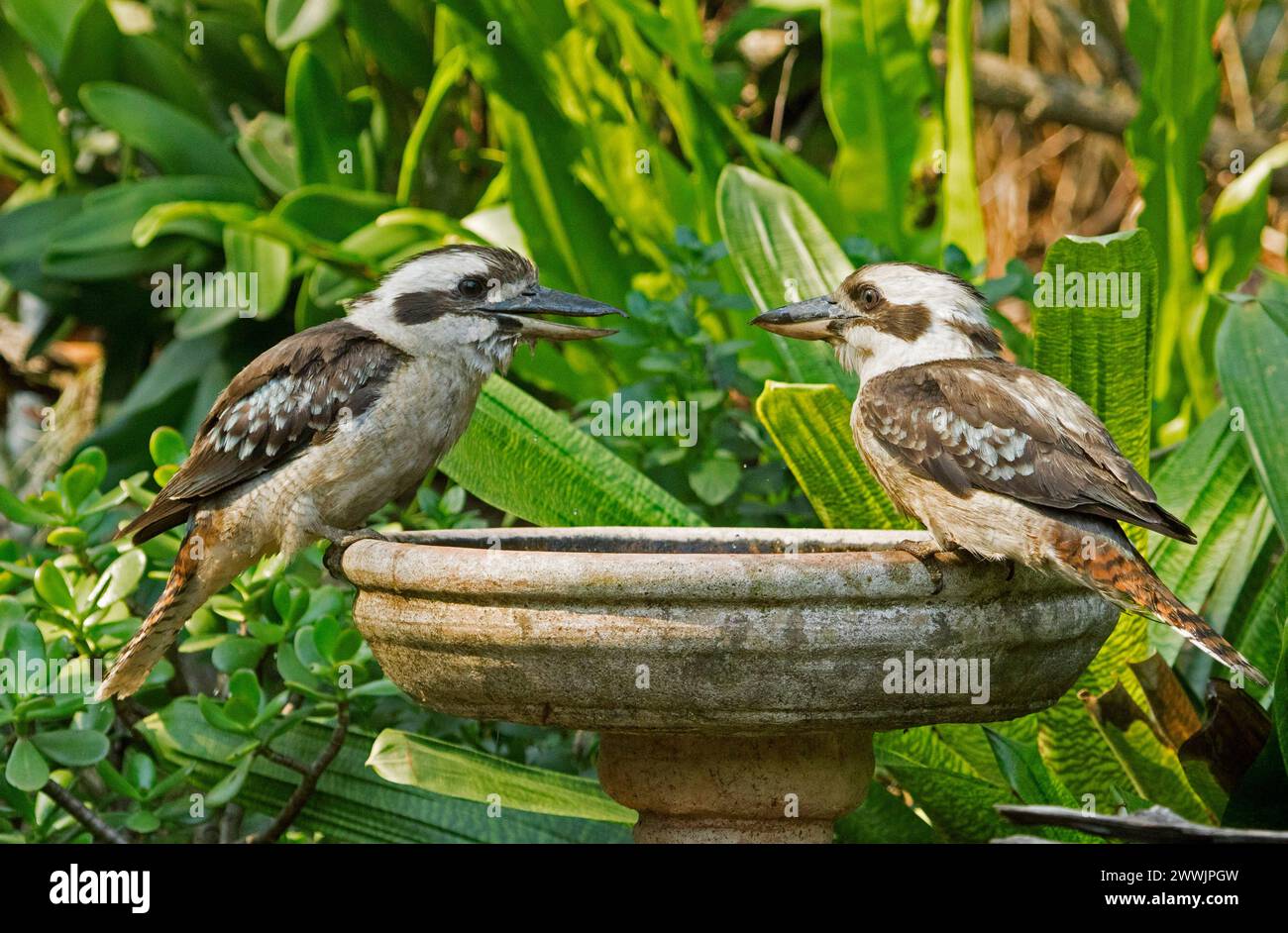 Zwei australische lachende Kookaburras, Dacelo novaeguineae, die am Rand eines Gartenvogelbades vor grünem Laub thronten Stockfoto