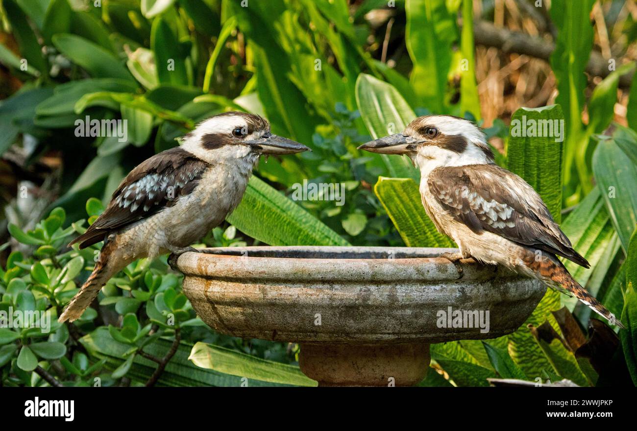 Zwei australische lachende Kookaburras, Dacelo novaeguineae, die am Rand eines Gartenvogelbades vor grünem Laub thronten Stockfoto