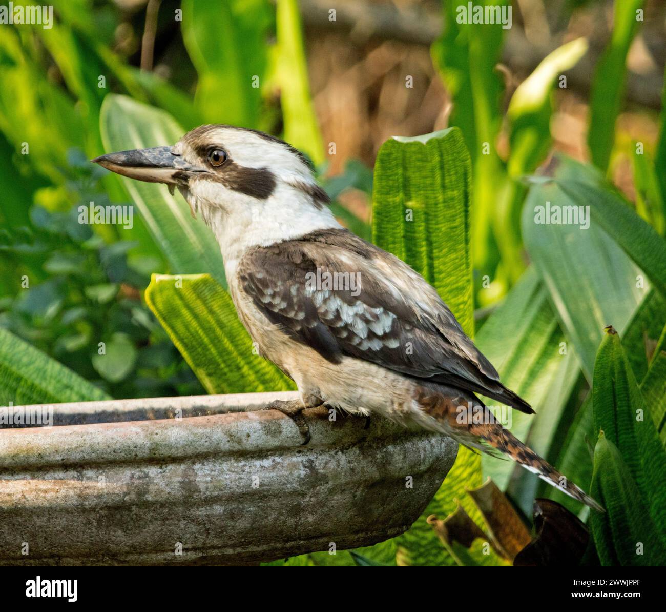Australische lachende Kookaburra, Dacelo novaeguineae, thront am Rand eines Gartenvogelbades vor grünem Laub Stockfoto