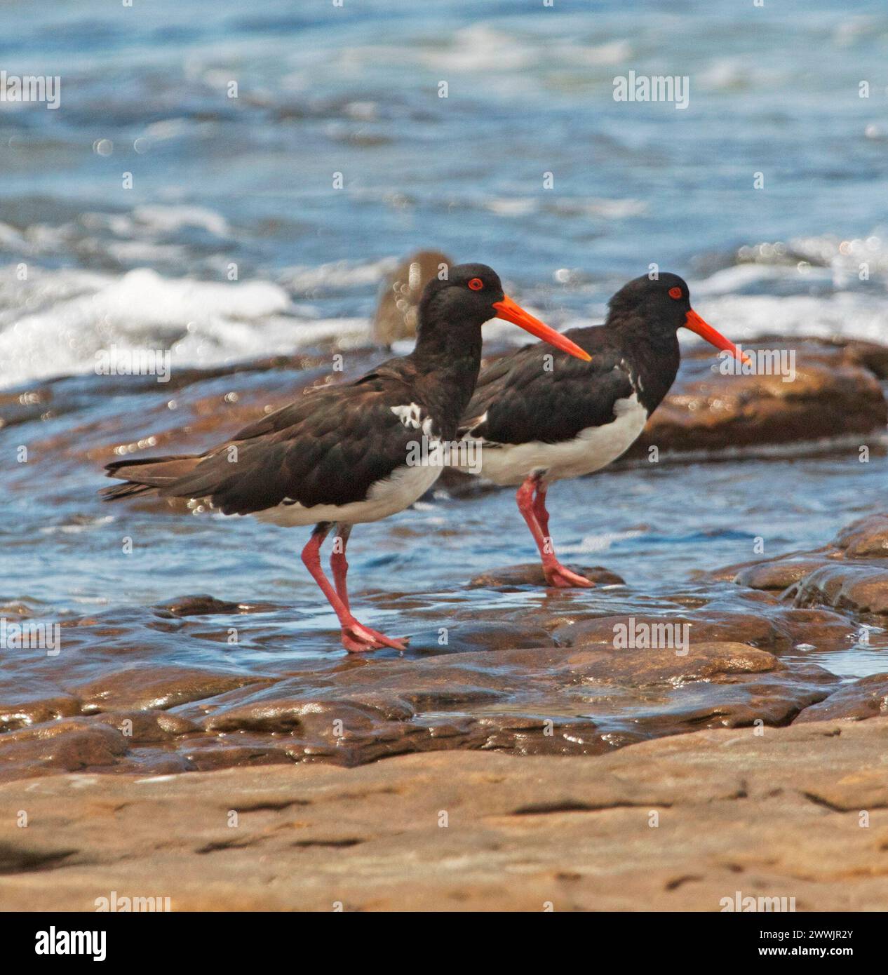 Zwei Rattenfänger im flachen blauen Wasser mit weißen schäumenden Wellen neben Küstenfelsen in Australien Stockfoto
