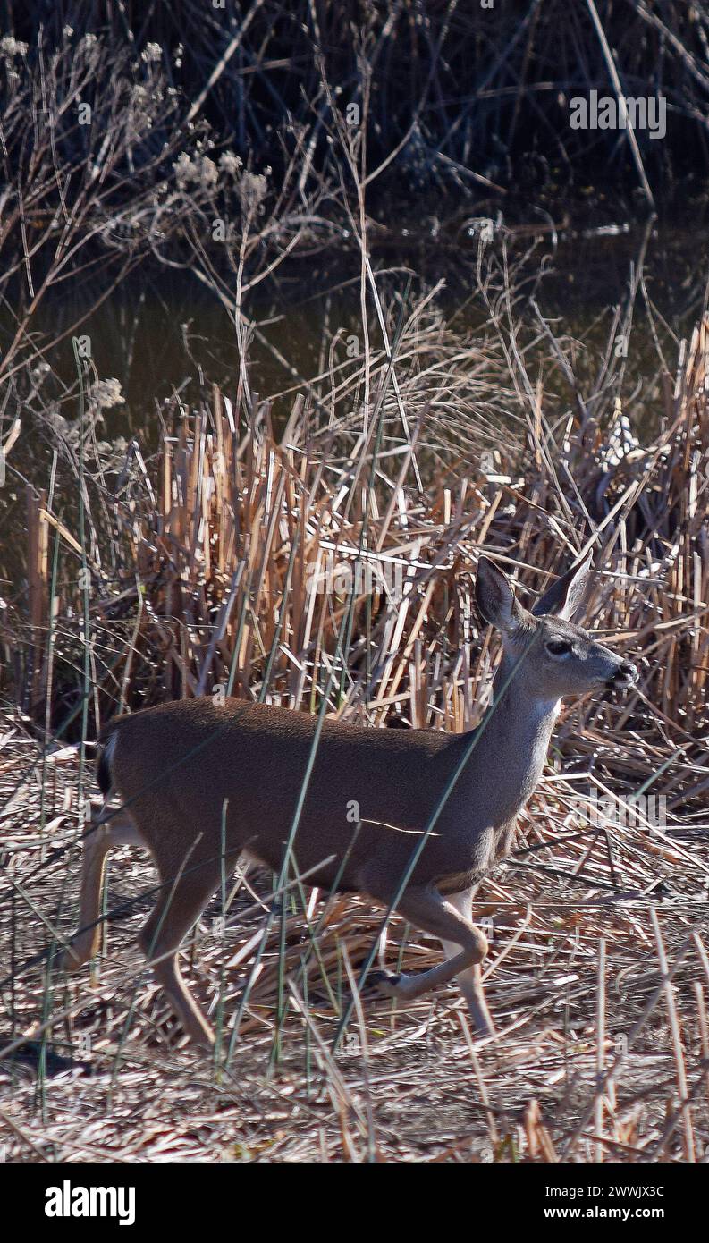 Hirsch neben dem Alameda Creek in Union City, Kalifornien Stockfoto