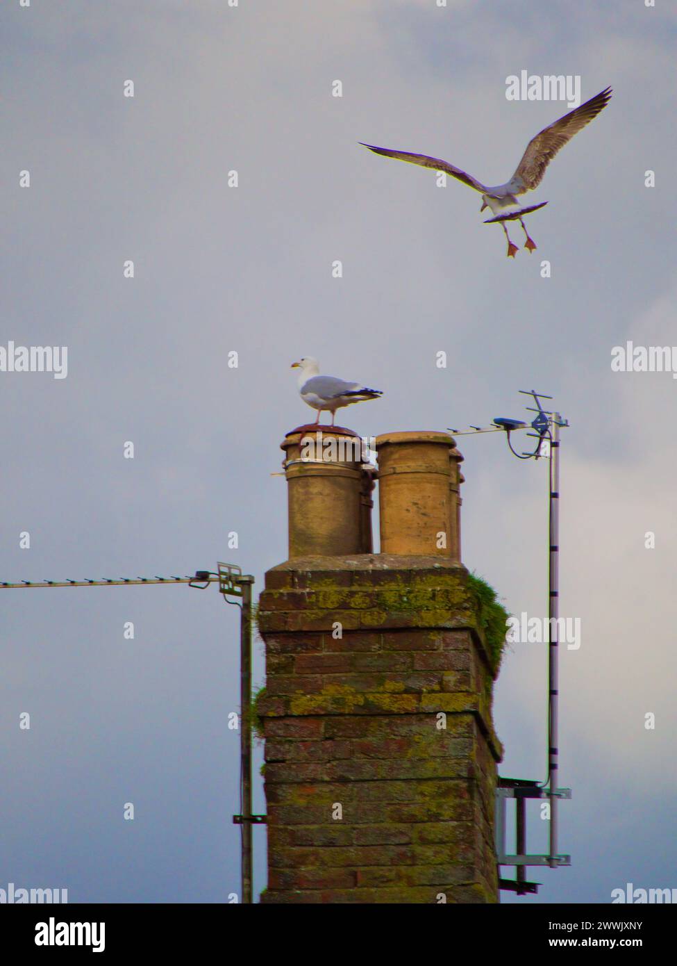 Möwen auf einem Dach Stockfoto