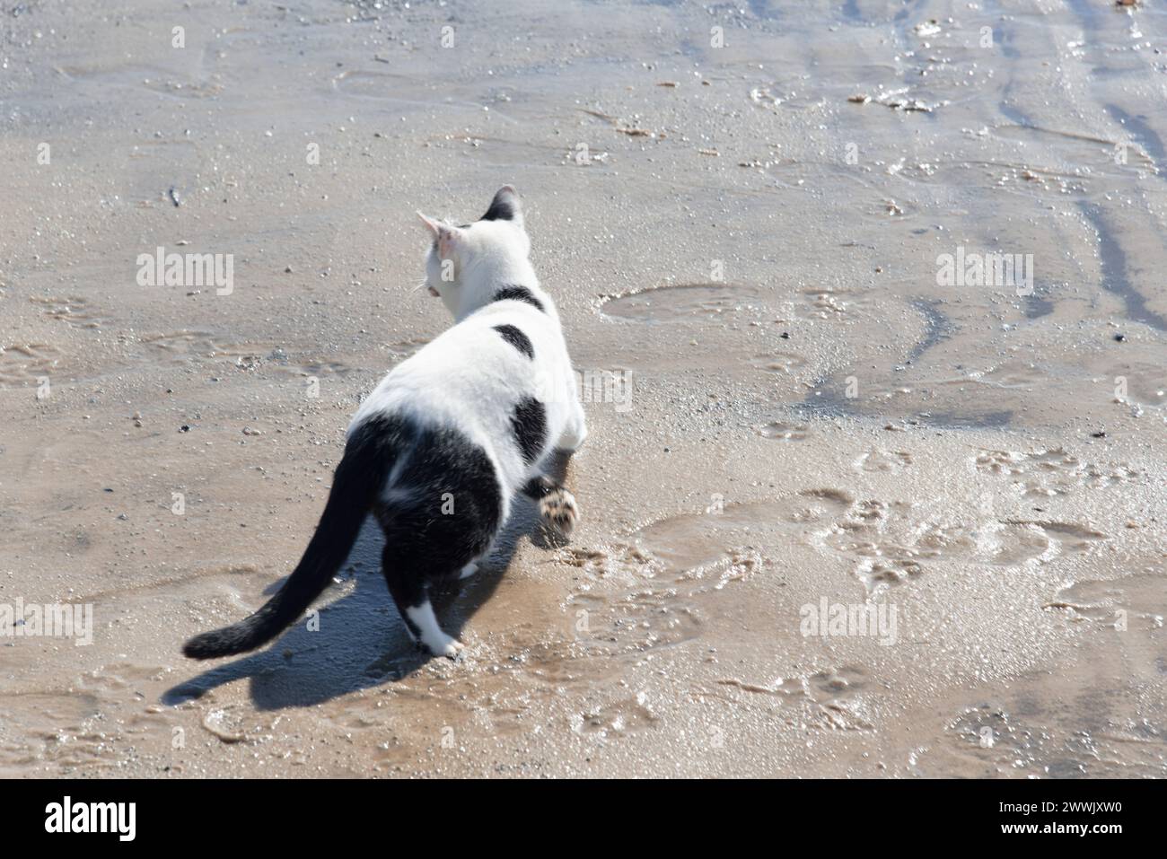 Weiße und schwarze Katze auf dem Rücken auf dem Sandstrand. Katze auf der Suche nach Nahrung. Stockfoto