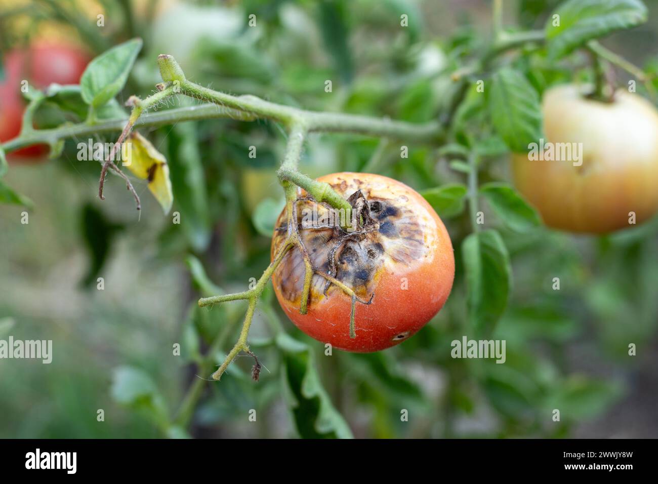 Kranke, verdorbene Tomaten mit Flecken wachsen auf dem Busch. Gemüse, das von Spätfäule betroffen ist. Stockfoto