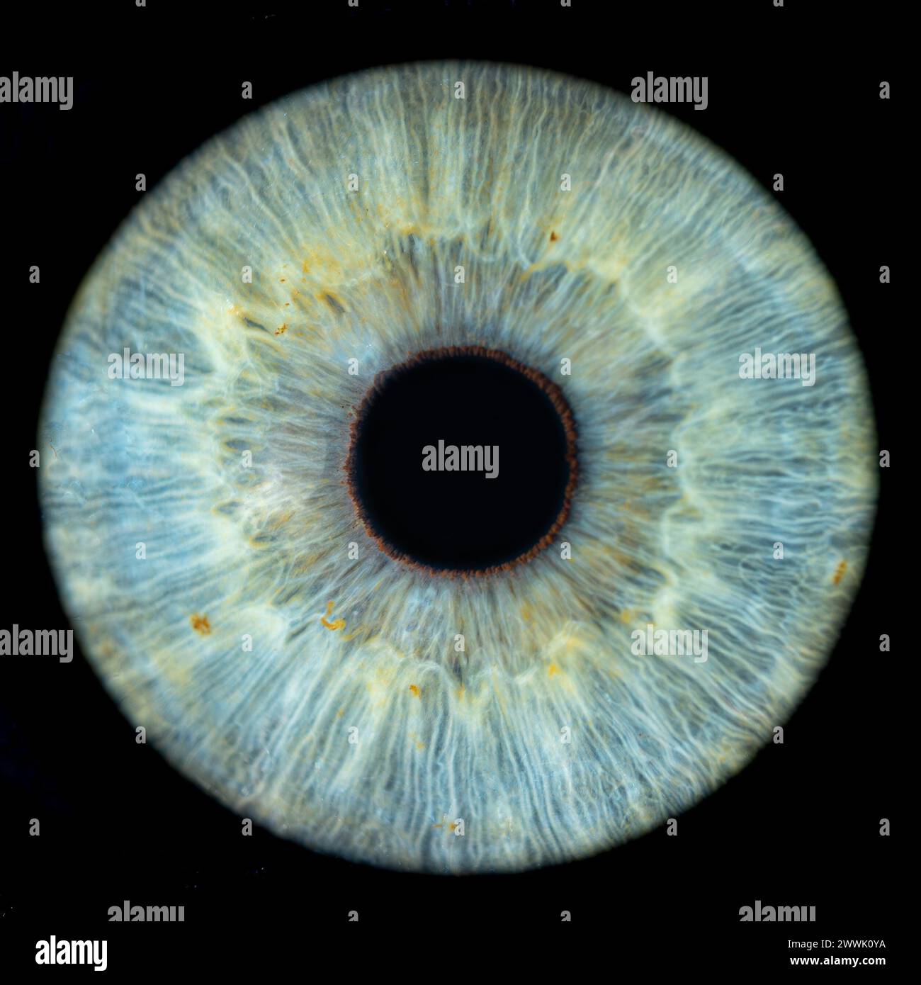 Beschreibung: Makrofoto des menschlichen Auges auf schwarzem Hintergrund. Nahaufnahme eines männlichen blau-grünen Auges. Strukturelle Anatomie. Blendendetail. Filamentes und Pi Stockfoto