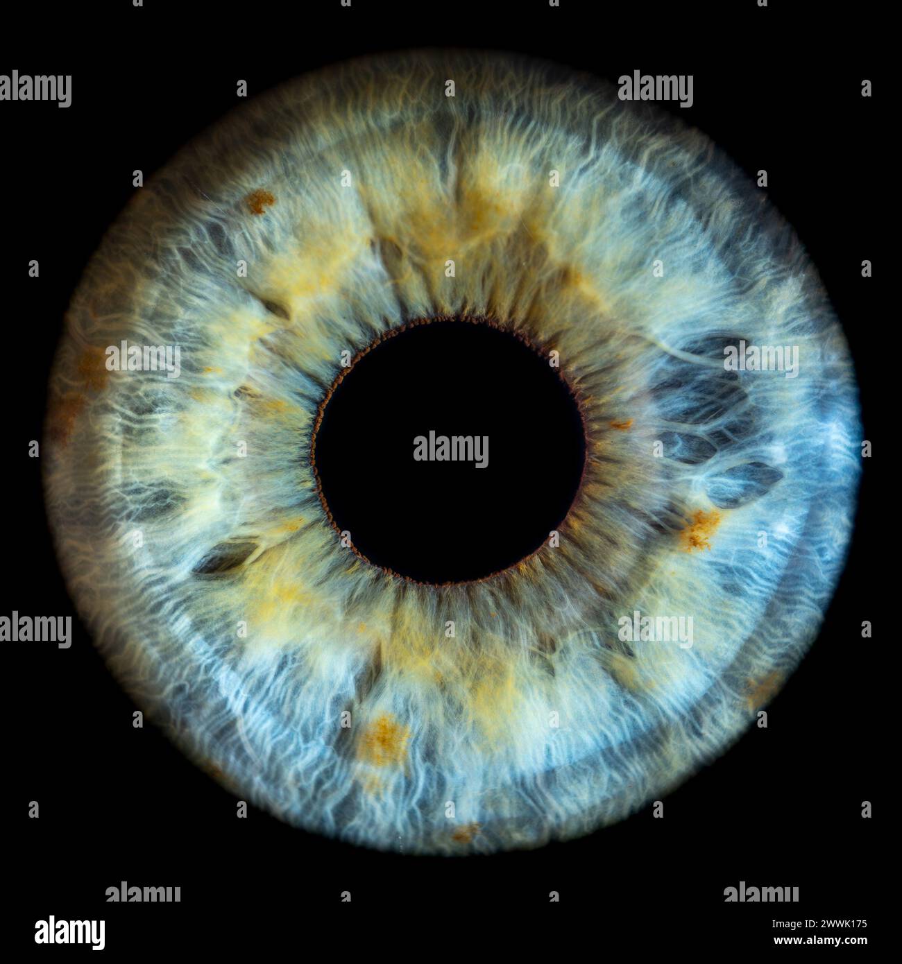 Beschreibung: Makrofoto des menschlichen Auges auf schwarzem Hintergrund. Nahaufnahme eines blau-grünen weiblichen Auges mit gelben Flecken. Strukturelle Anatomie. Iris Detai Stockfoto
