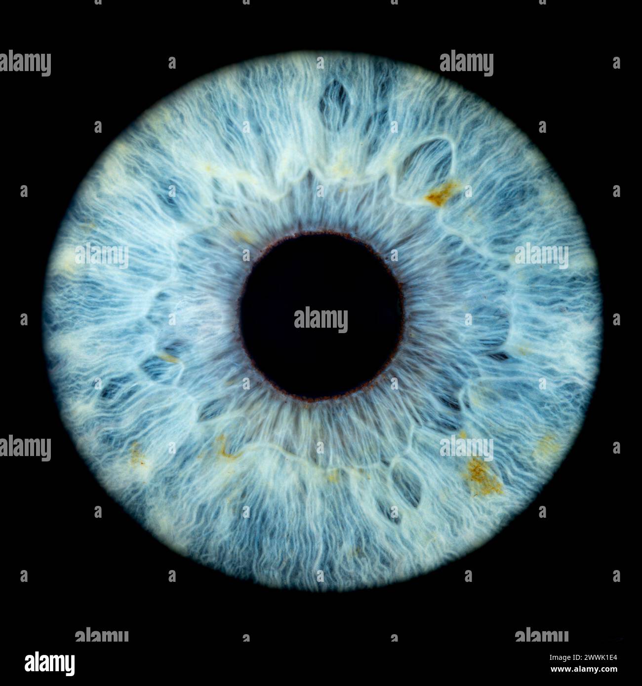 Beschreibung: Makrofoto des menschlichen Auges auf schwarzem Hintergrund. Nahaufnahme eines männlichen blau-grünen Auges. Strukturelle Anatomie. Blendendetail. Filamentes und Pi Stockfoto