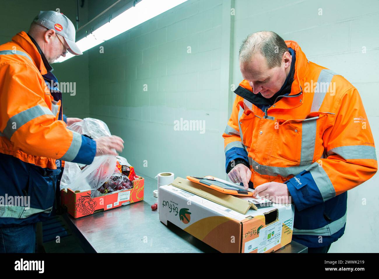 Qualitätskontrolle am Fruit Terminal Rotterdam, Niederlande. Zwei Männer überprüfen eine gerade angekommene Ladung Trauben in einem gekühlten Hafenlager am Fruit Terminal. Rotterdam Total Products, Fruit Terminal, M Zuid-Holland Nederland Copyright: XGuidoxKoppesx Stockfoto