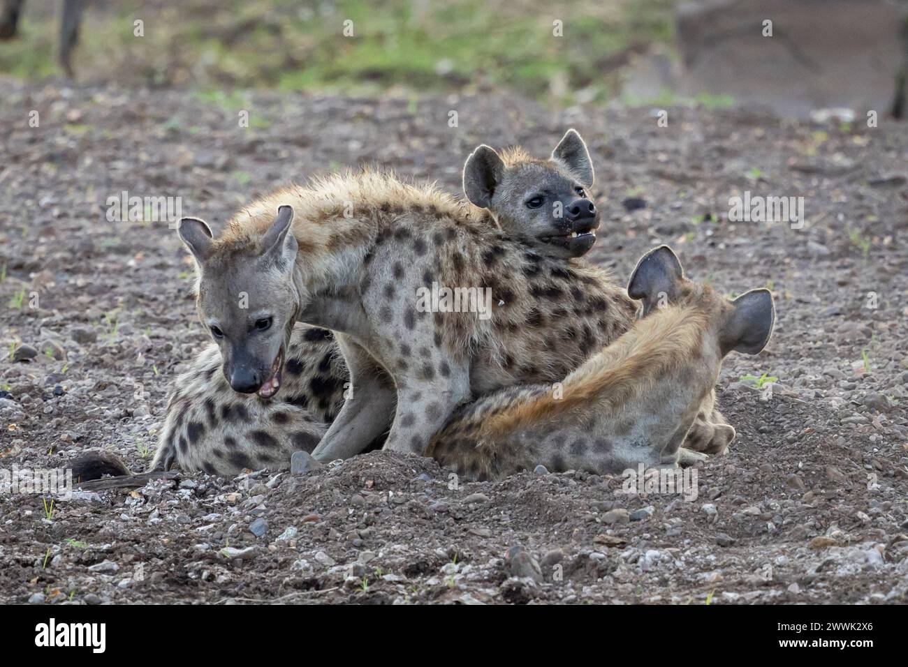 Gefleckte Hyena-Jungen in Botswana, Afrika Stockfoto
