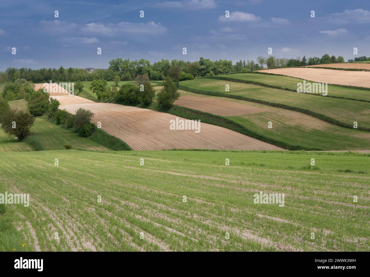 Ländliche Landschaft, Miechowska-Hochland, Kleinpolen Stockfoto
