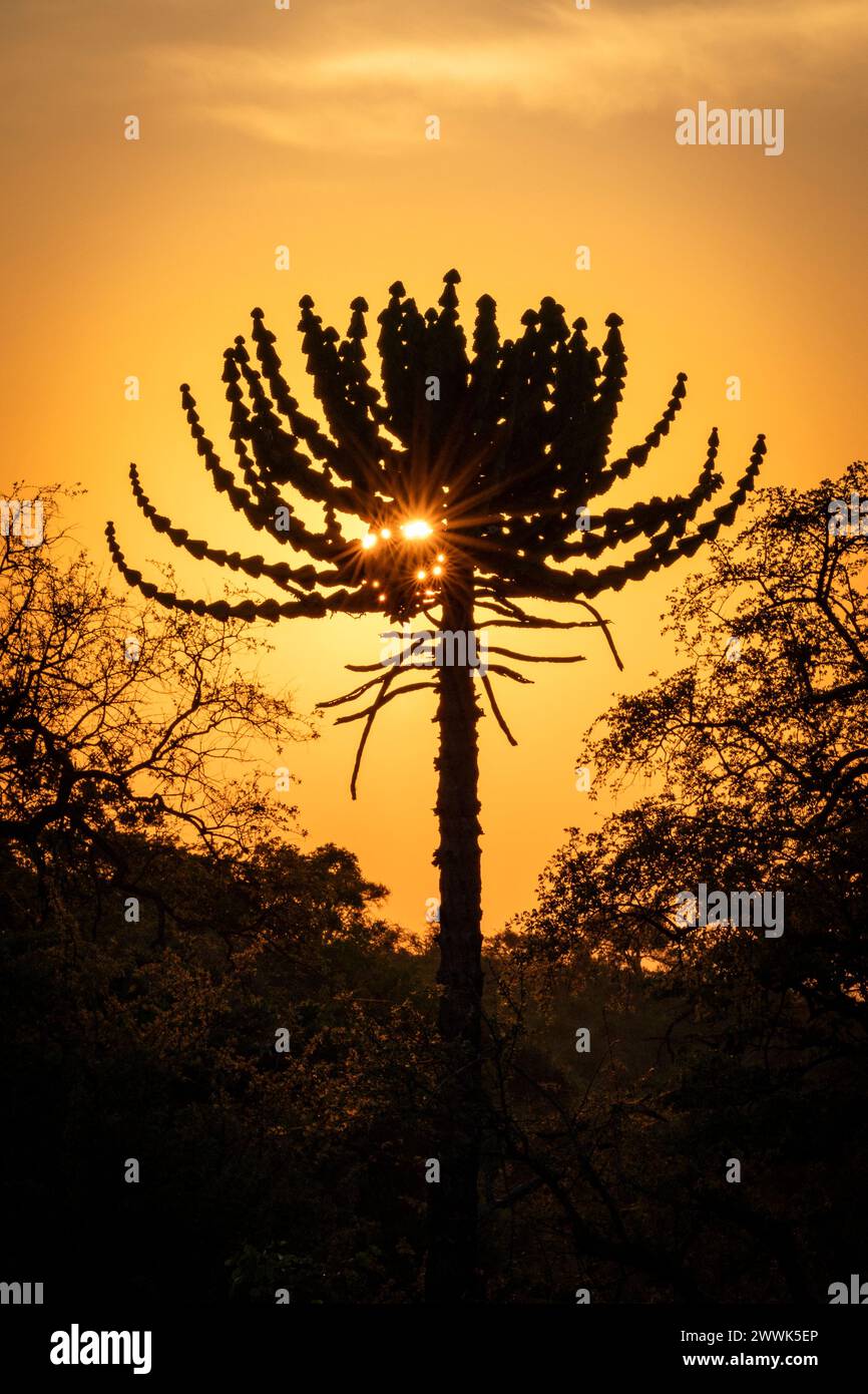 Goldener Sonnenaufgang mit Silhouettenbäumen in Botswana, Afrika Stockfoto