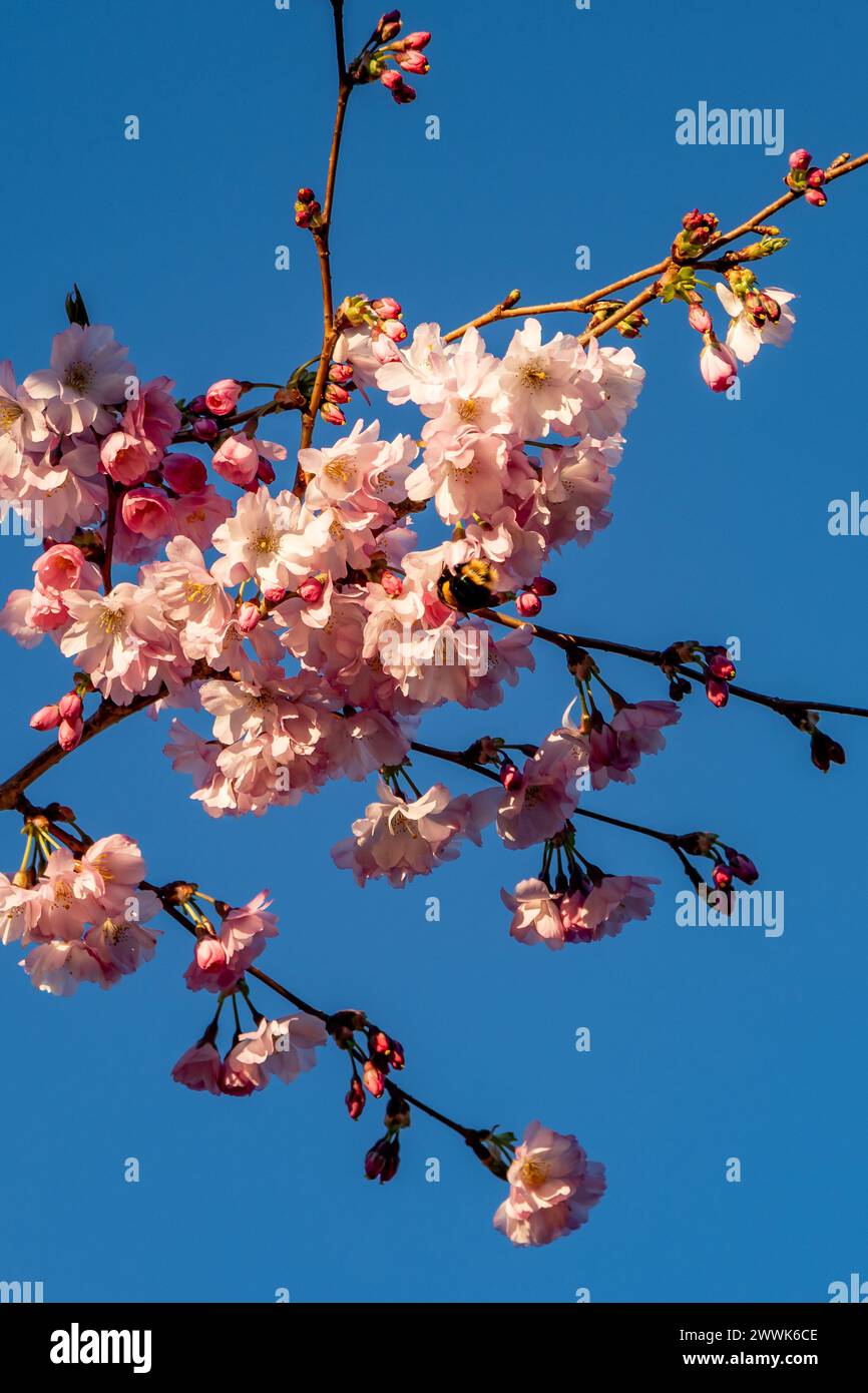 Rosa Blüte an einem sonnigen Frühlingstag Stockfoto