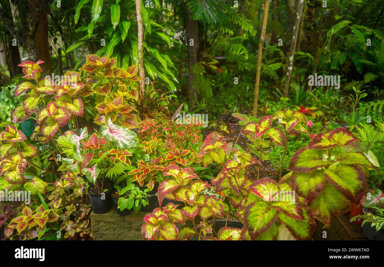 Eine Masse von atemberaubendem Rot- und Goldlaub von coleus, Solenostemon scutellarioide neben lebendigem Grün eines australischen Gartens. Stockfoto