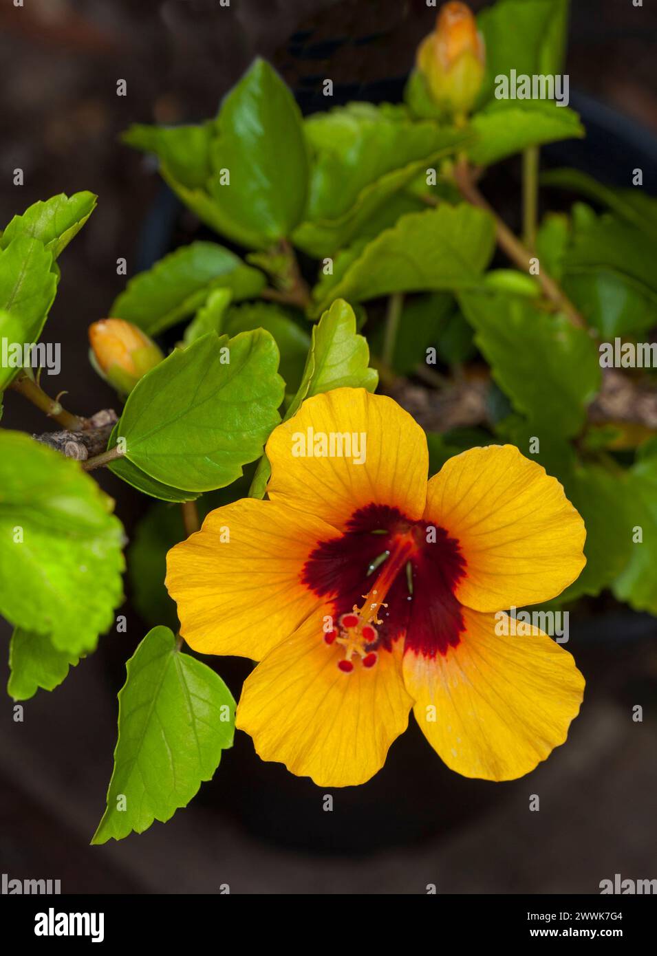 Spektakuläre goldene gelbe Blume mit dunkelrotem Zentrum von Hibiscus sinensis 'Petite Sunrise auf dem Hintergrund hellgrüner Blätter in Australien Stockfoto