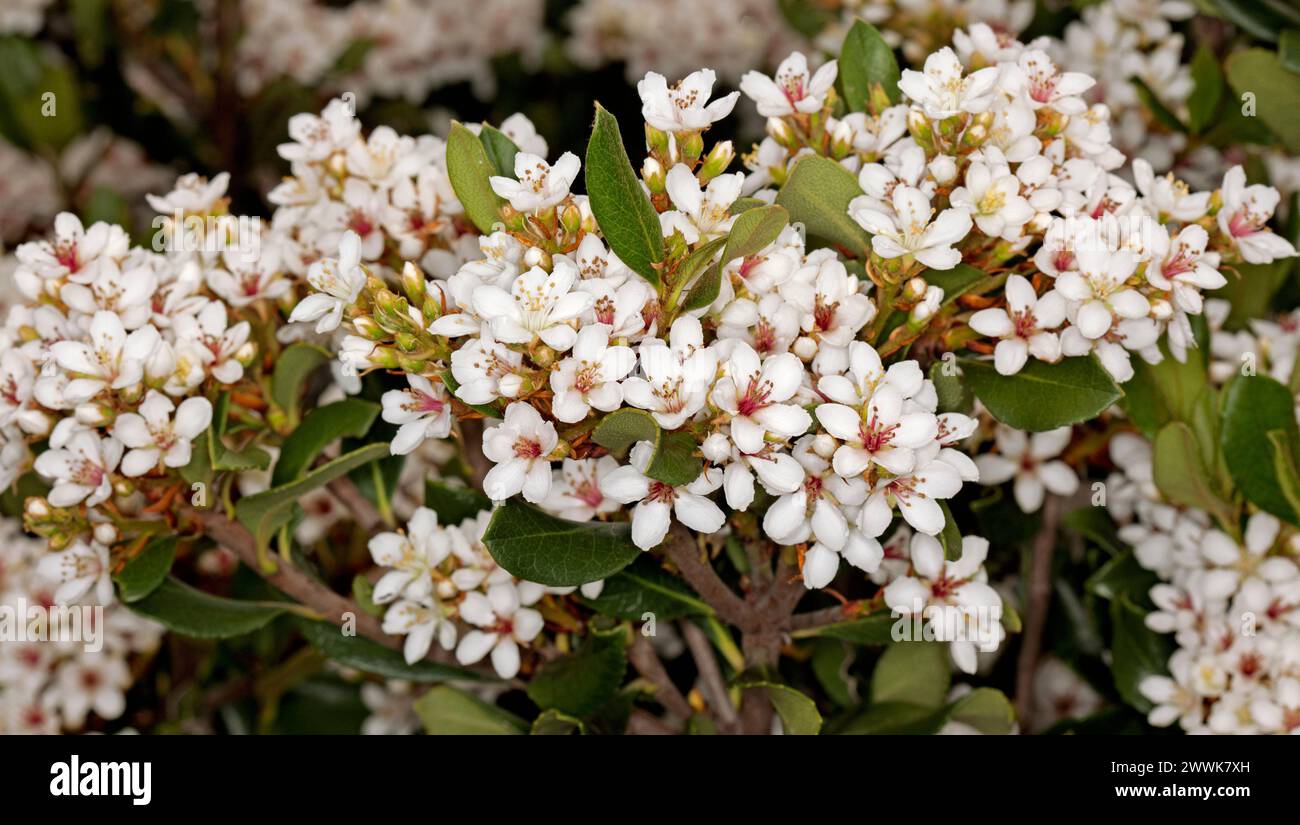 Massen von weißen duftenden Blumen von Raphiolepsis indica, indischem Hawthorn, einem immergrünen Sträucher in einem australischen Garten Stockfoto