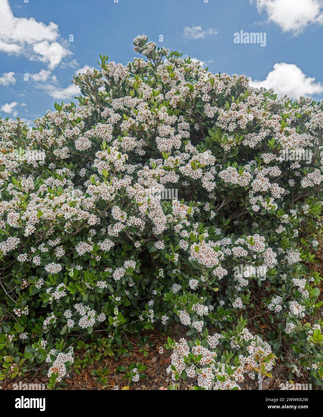 Rhaphiolepsis indica, indischer Weißdorn, großer und dichter immergrüner Sträucher, bedeckt mit Massen weißer duftender Blumen unter einem blauen Himmel in Australien Stockfoto
