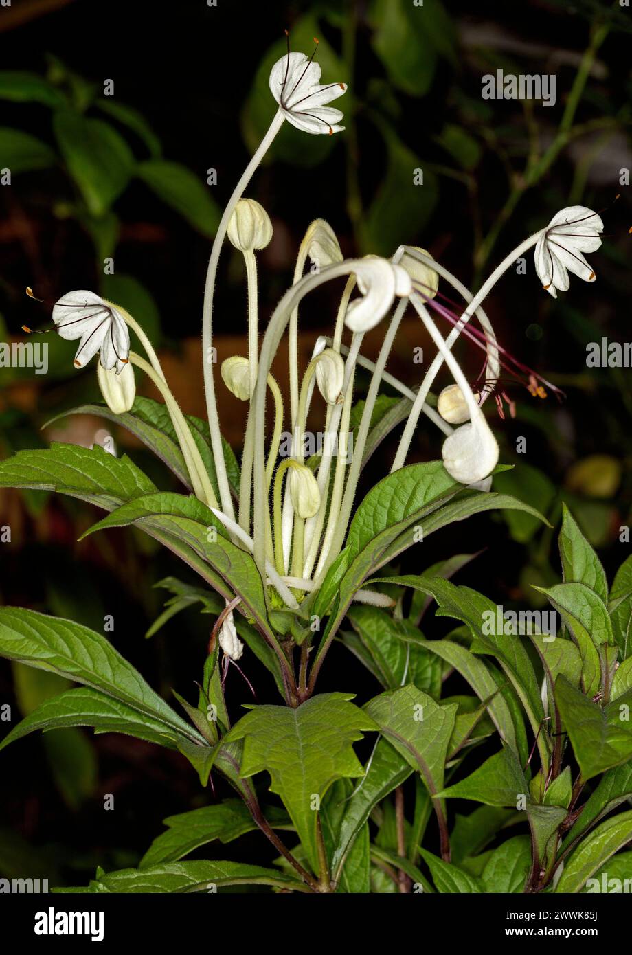 Musical Note Plant, Rotheca incisa syn. Clerodendrum incisum, ungewöhnliche Gartenpflanze mit weißen Blüten und hellgrünen Blättern auf dunklem Hintergrund Stockfoto