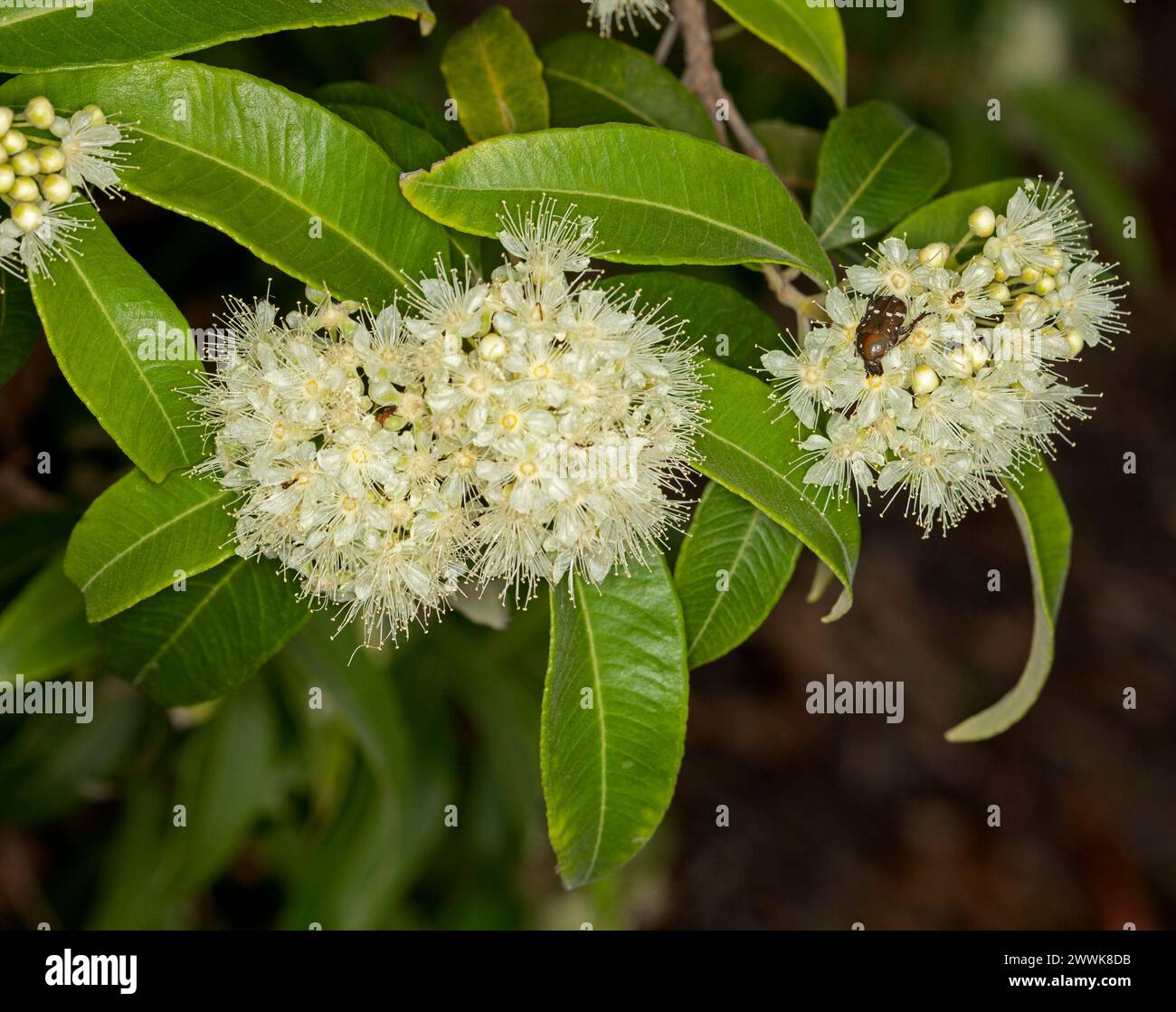 Gruppen von flauschigen cremefarbenen Blüten und grünen Blättern von Backhousia citriodora, Zitronenduft Myrte, australischen Baum mit Insekten auf Blumen Stockfoto
