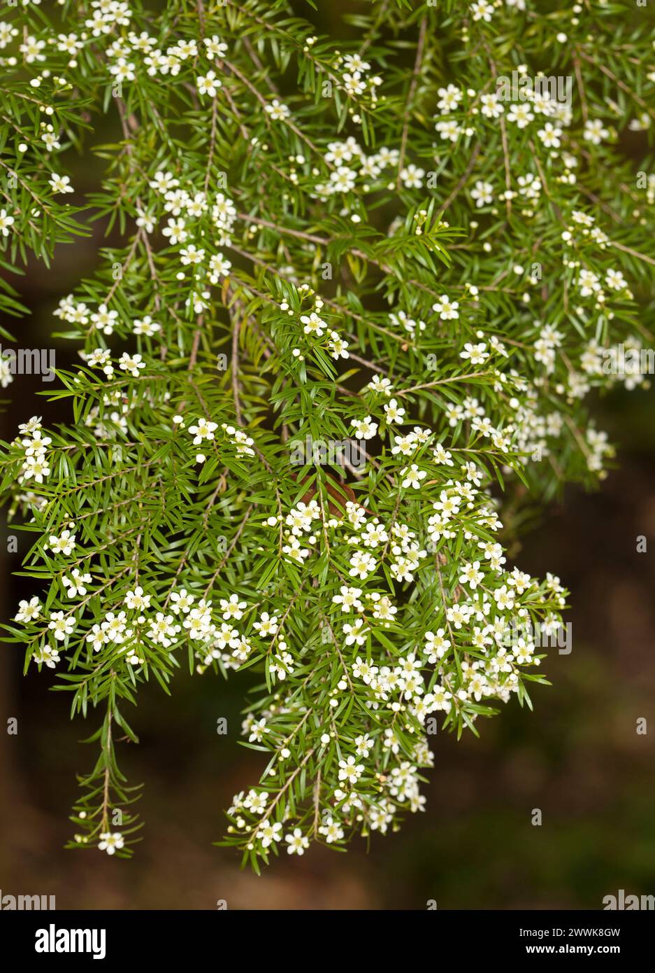 Massen kleiner weißer Blüten und grüner Blätter von Baeckea virgata, australischer einheimischer Sträucher Stockfoto