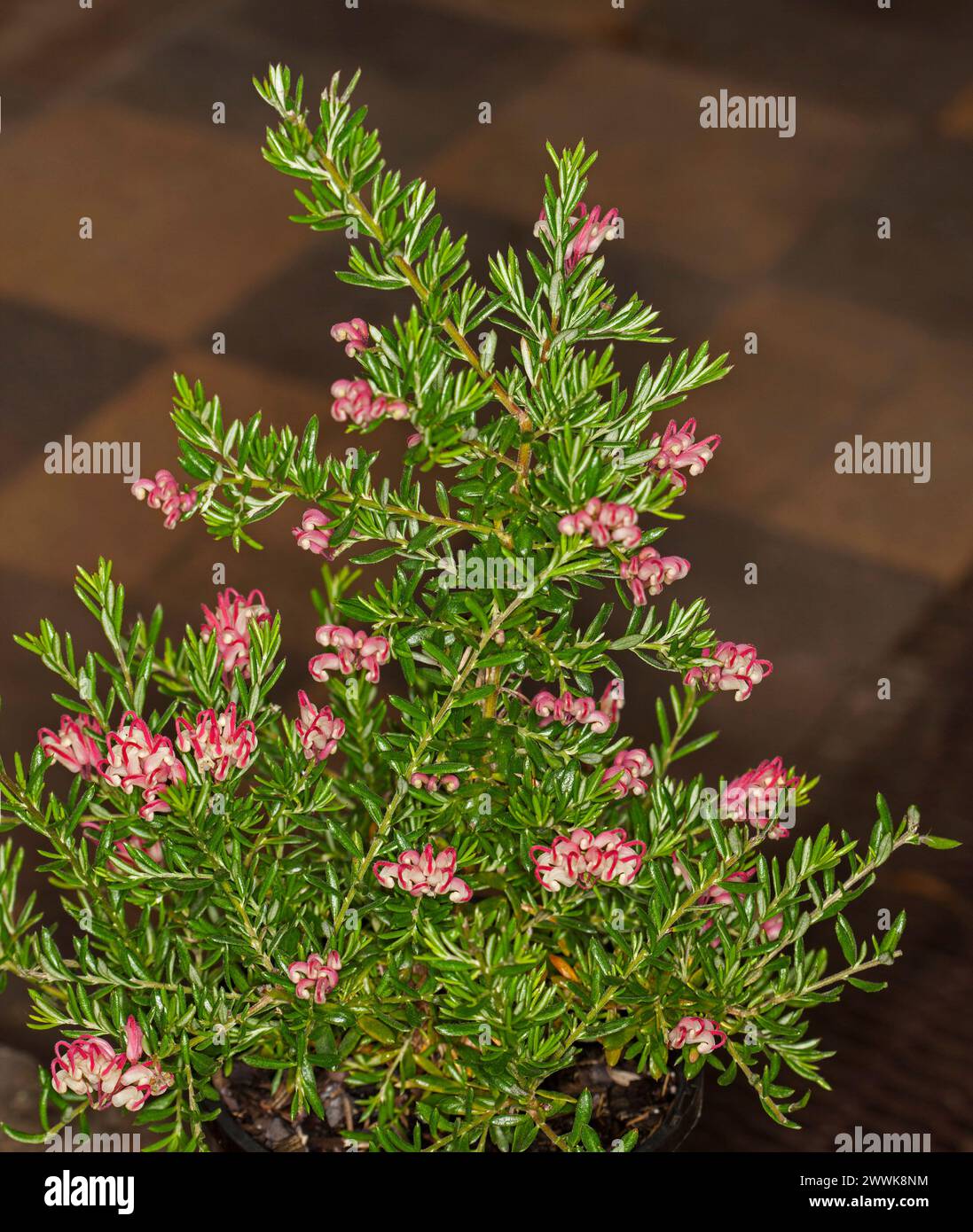 Ungewöhnliche und schöne rote und weiße Blüten und hellgrünes Laub von Grevillea juniperina x lanigera „Himbeerripple“, australischer einheimischer Sträucher Stockfoto