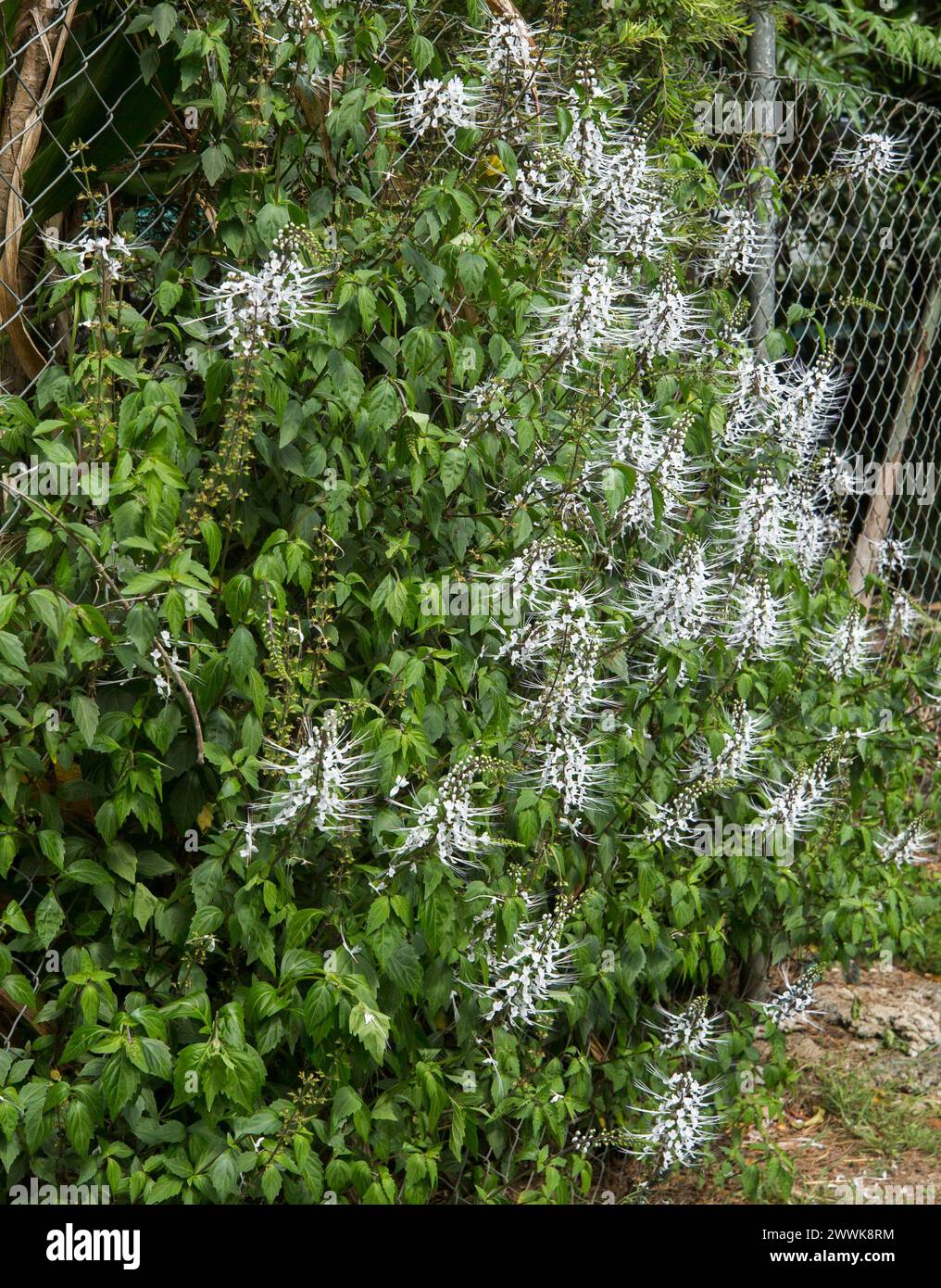 Australische Staudenpflanze, Orthosiphon Aristatus, Cat's Whiskers, mit Massen weißer Blumen, die über einem hohen Zaun in einem Garten wachsen Stockfoto