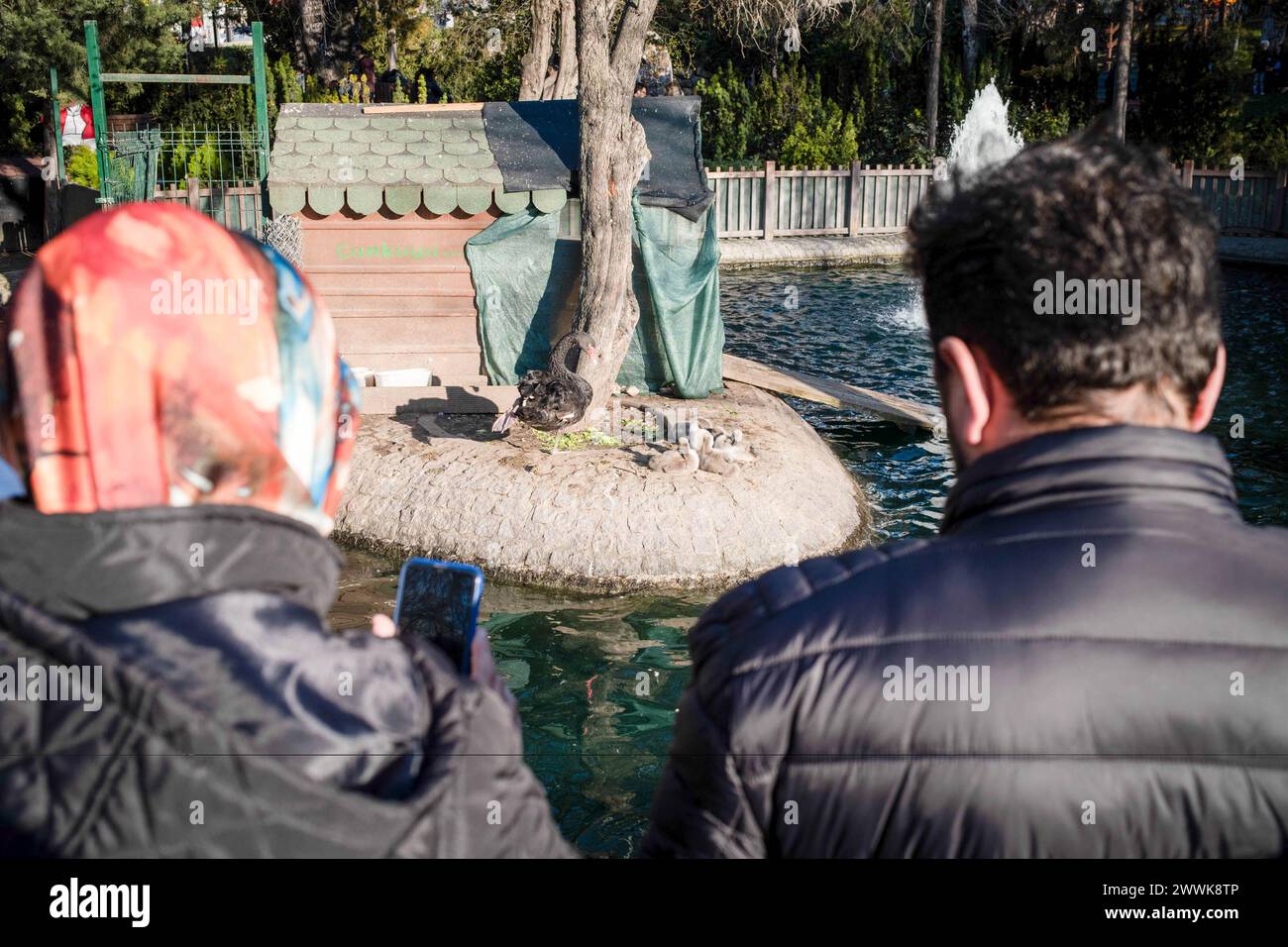 Ankara, Türkei. März 2024. Ein Paar beobachtet Schwäne mit ihren neugeborenen Babys im Kugulu Park. Die Menschen in Ankara zeigen großes Interesse an dem schwarzen Schwan, der fünf Schwäne zur Welt brachte. Die Leute von Ankara, die den Wochenendurlaub nutzten, gingen in den Kugulu Park und beobachteten die neugeborenen Schwäne. (Foto: Bilal Seckin/SOPA Images/SIPA USA) Credit: SIPA USA/Alamy Live News Stockfoto