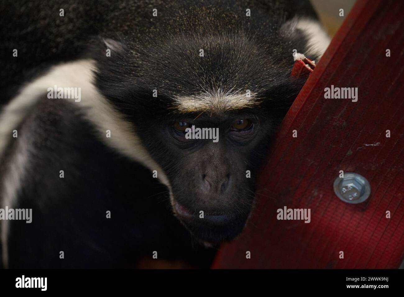 Ein Diana-Affe Stockfoto