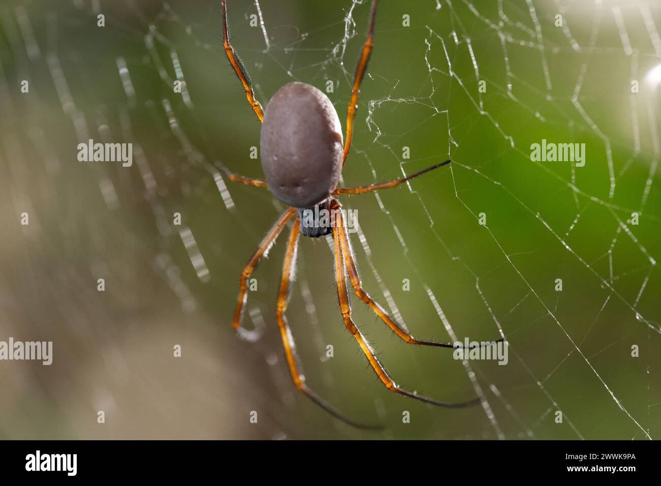 goldene Kugelwebspinne, die im Netz sitzt Stockfoto