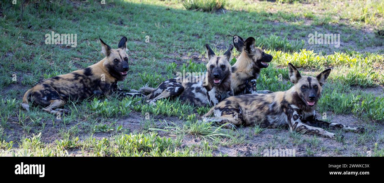 Afrikanischer Wildhund im Schatten in Botswana, Afrika Stockfoto