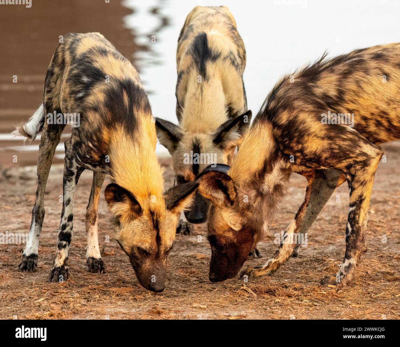 Afrikanische Wildhunde um ein Wasserloch in Botswana, Afrika Stockfoto