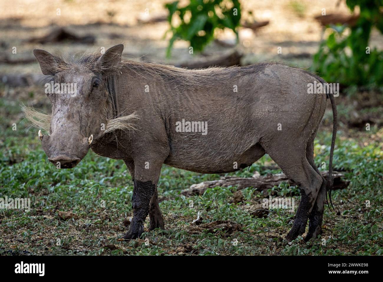 Warzenschwein auf Safari in Botswana, Afrika Stockfoto