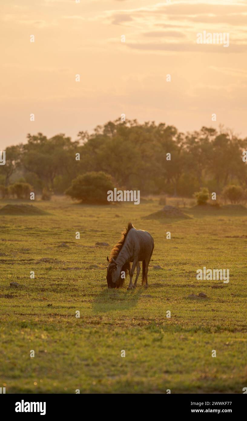 Gnus stehen im goldenen Abendlicht in Botswana, Afrika Stockfoto